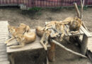 Erleichterung: Aus der Slowakei gerettetes Löwenrudel ist im Serengeti-Park angekommen!