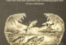 Die Forelle im Karpfenteich: Mit Hoffnung gegen den Strom